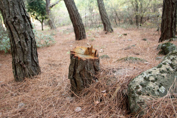 Best Root Management and Removal  in Benson, NC