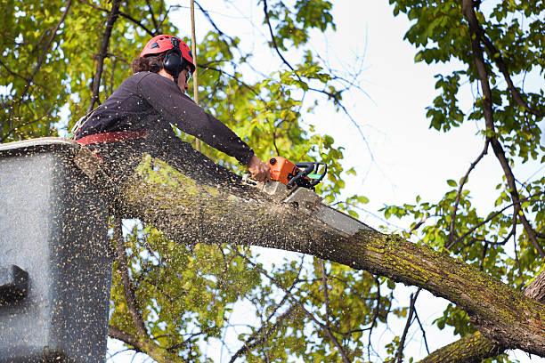 Best Stump Grinding and Removal  in Benson, NC