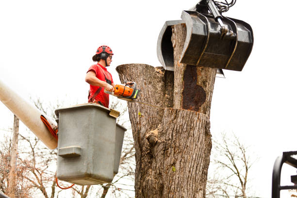 Best Commercial Tree Services  in Benson, NC