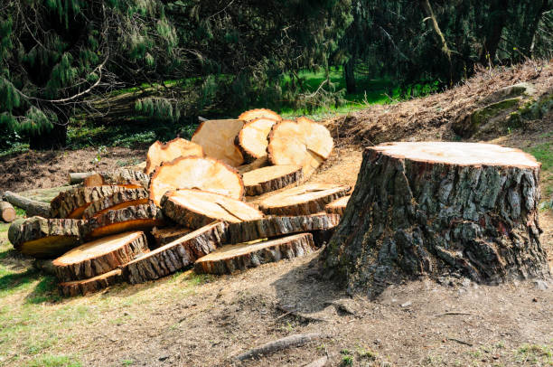 How Our Tree Care Process Works  in  Benson, NC